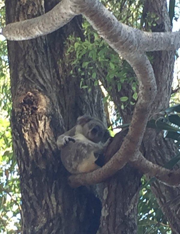 koala bear at noosa national park noosa heads QLD