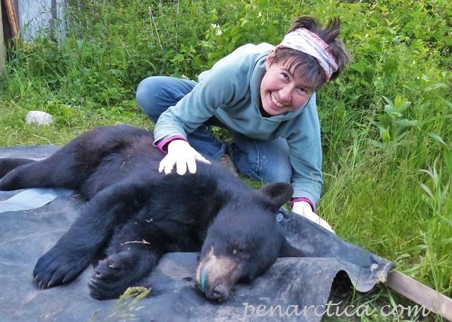 black bear rehab 